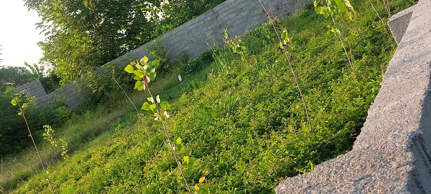 سندتک برگ یک قطعه زمین داخل طرح هادی(باغی)