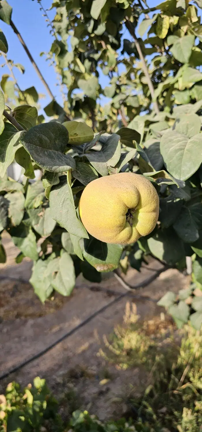 فروش باغ در حاجی آباد
