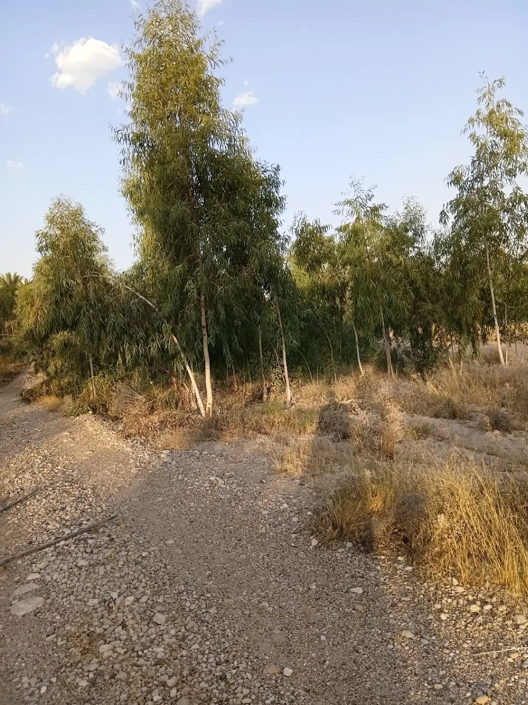 فروش باغ