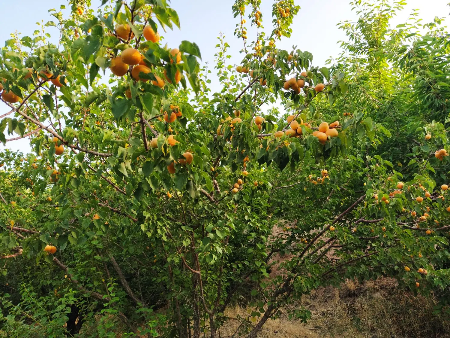 باغ فنس داربااتاق نزدیک به پل زمانخان