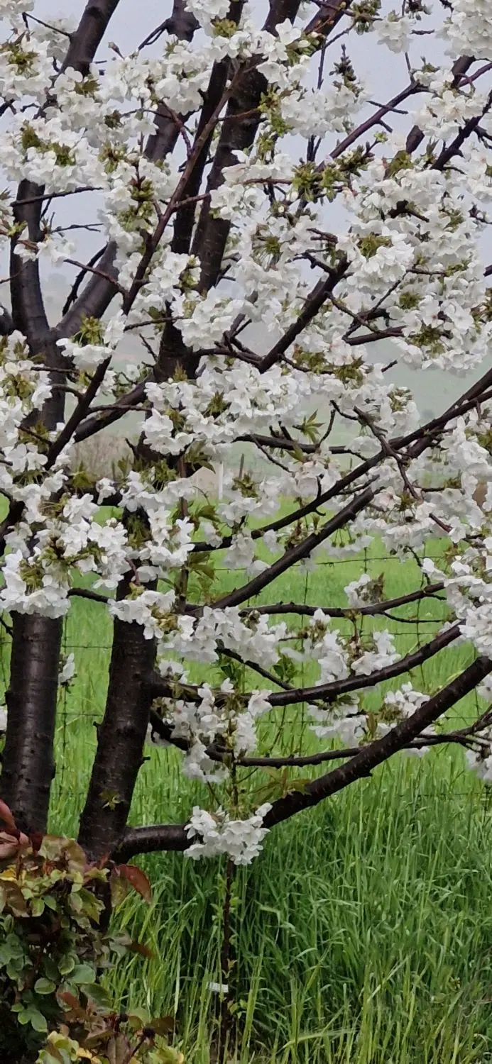 باغ بلیین