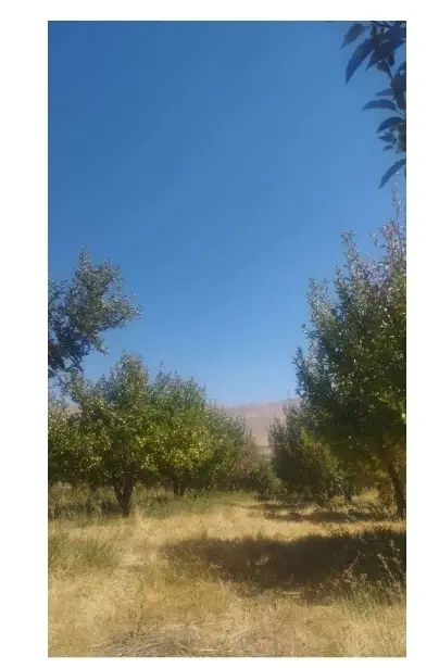 باغ سیب کاکون