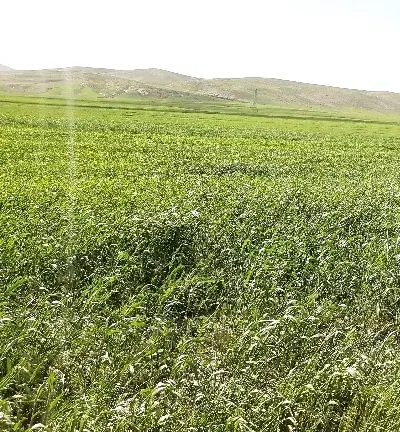 فیش زمین ندامتگاه