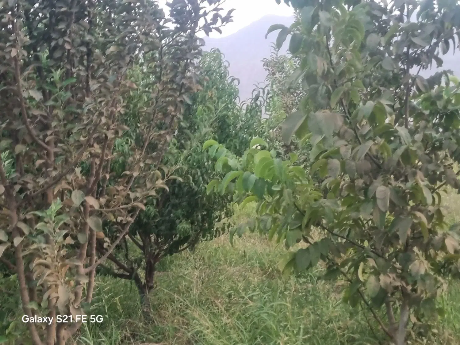 فروش باغ میوه