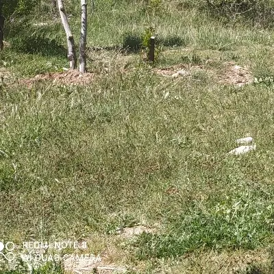 زمین مسکونی