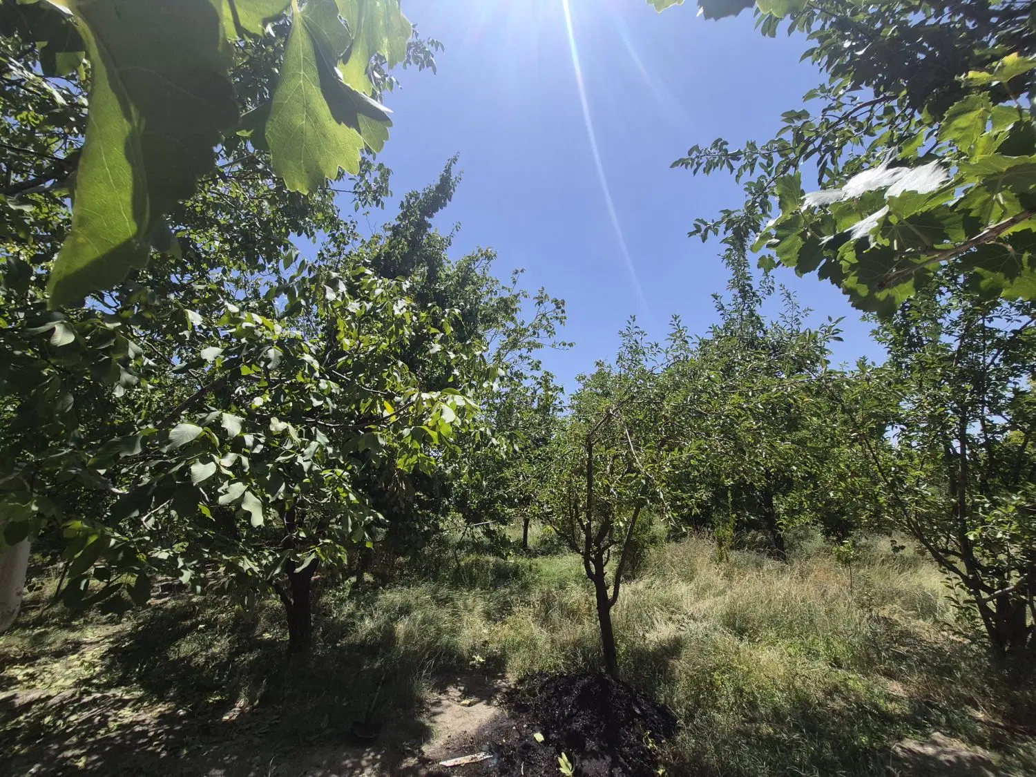 خونه باغ خبر باغ پیشگاه