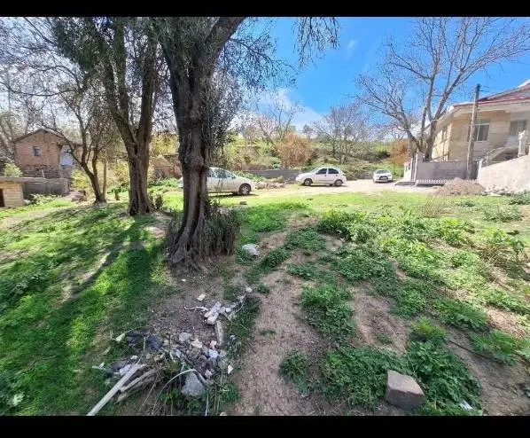 زمین ویلایی همرا با درختان زیتون