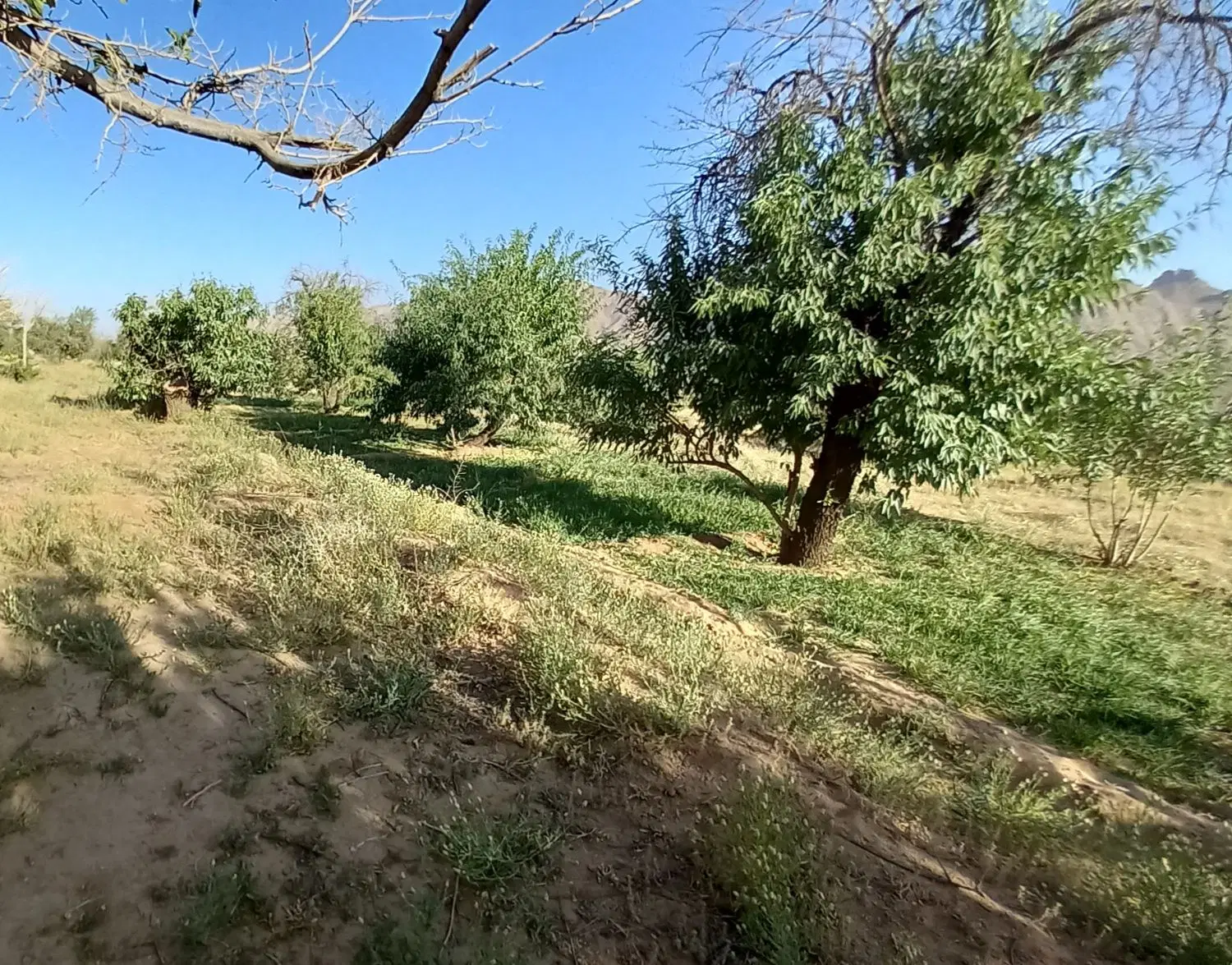هزار متر زمین با سه ساعت آب فقط ۶۰۰
