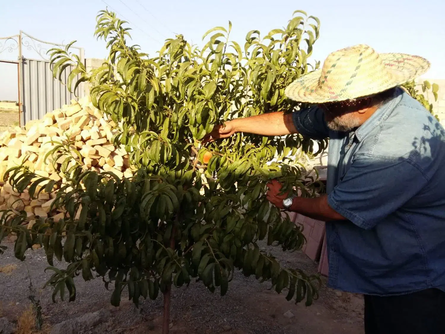 باغچه زعفرانیه