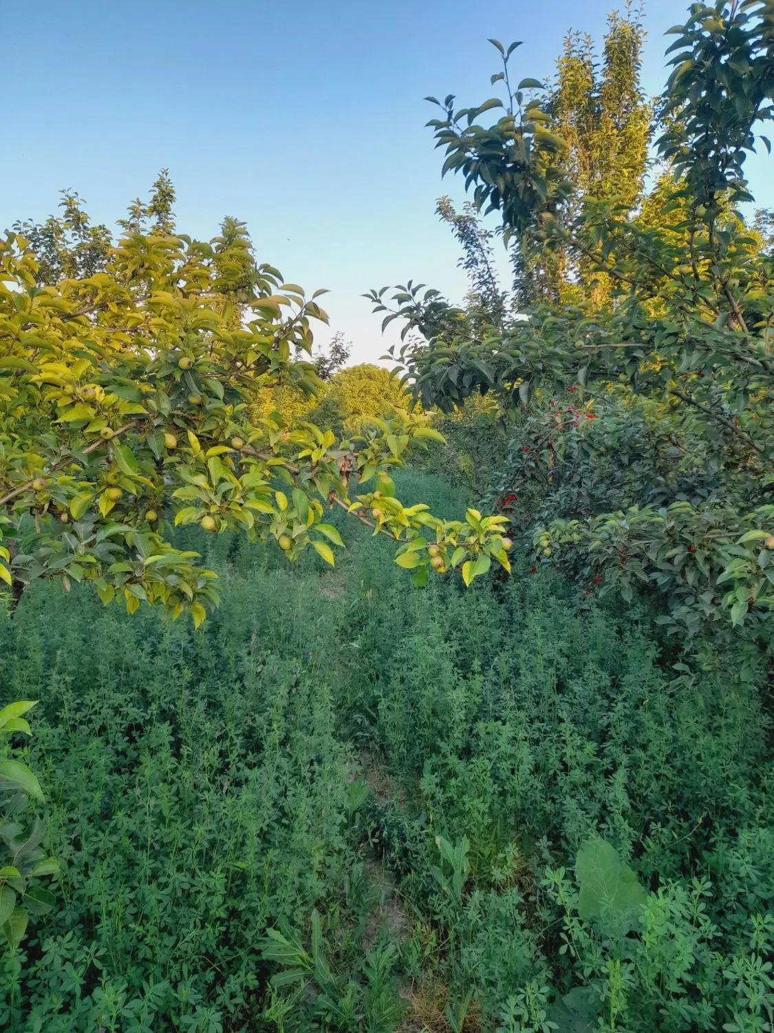 باغچه در روستای بوراشان