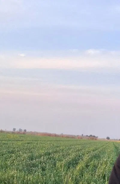 اجاره 3هکتار زمین جریه سید راضی