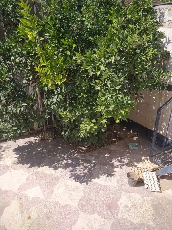 اجاره مغازه واقع در پدونک