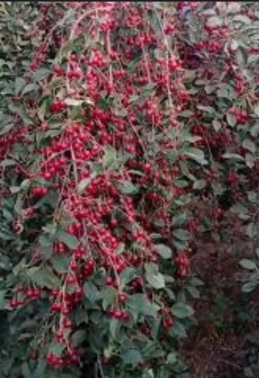 600 متر چهارباغ