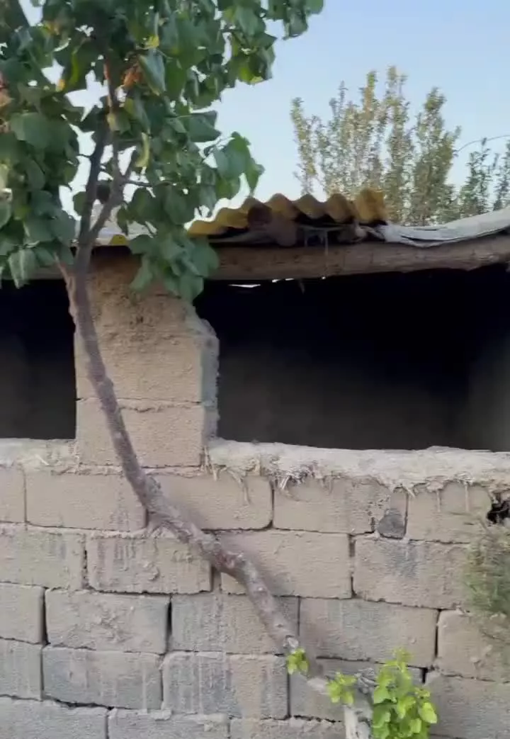 باغ ۵۰۰ متری علی آباد قائمیه