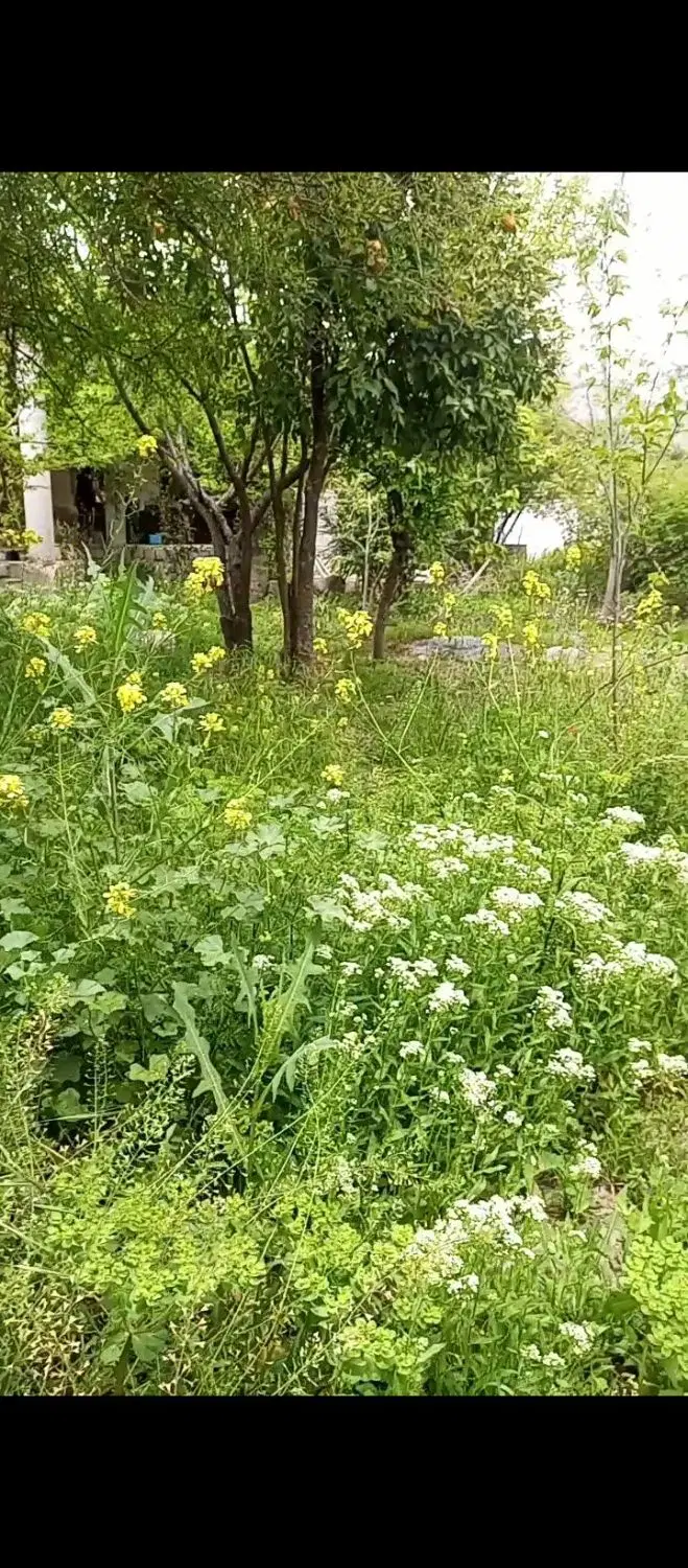 خونه باغ