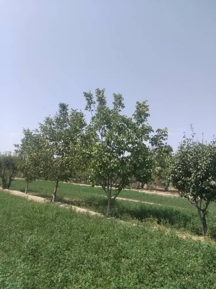 2200متر باغ سند دار روبروی مسکن مهر پشت باغ نارسیس