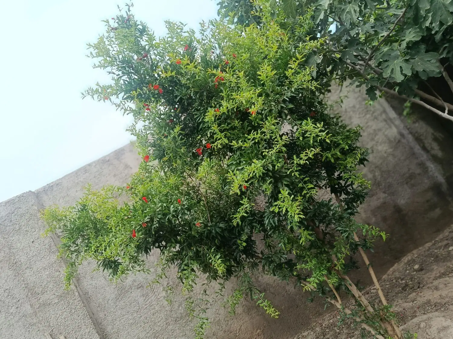 سلام باغچه ۵۵۰ متری