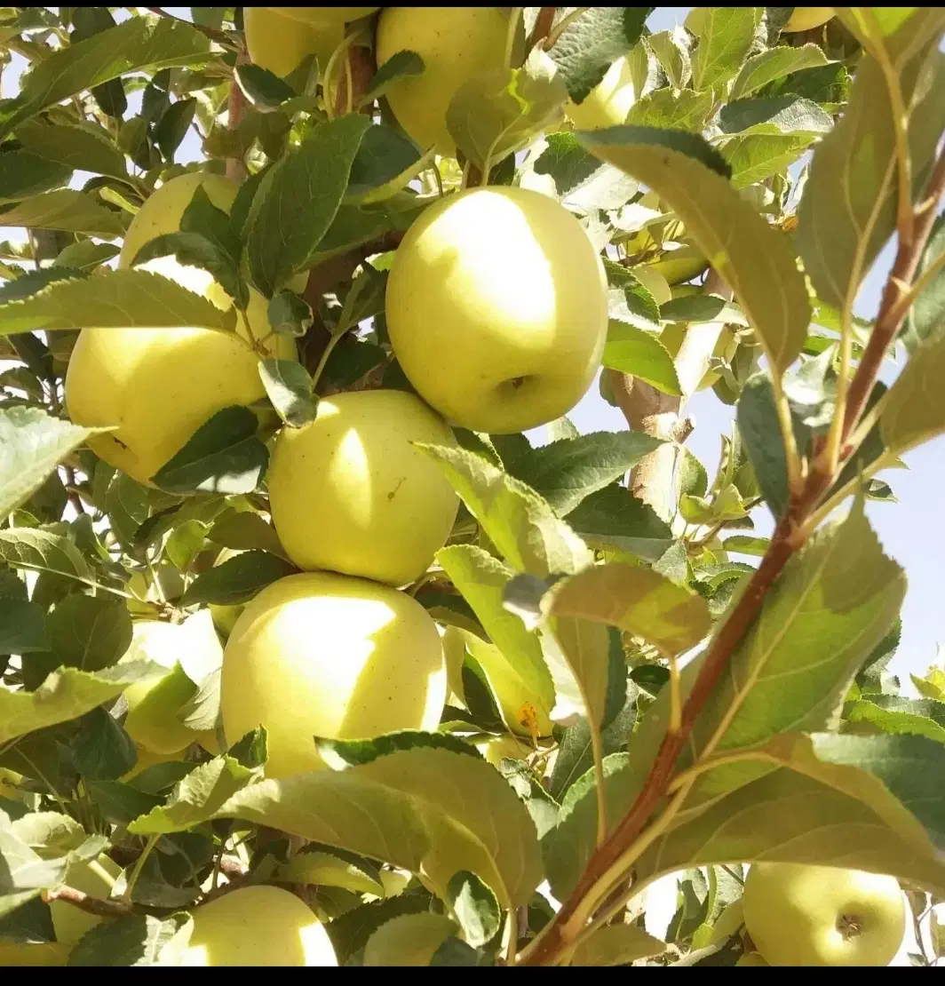 باغ فروشی