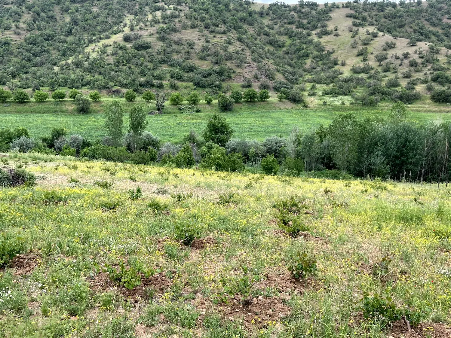 زمین خانه باخی