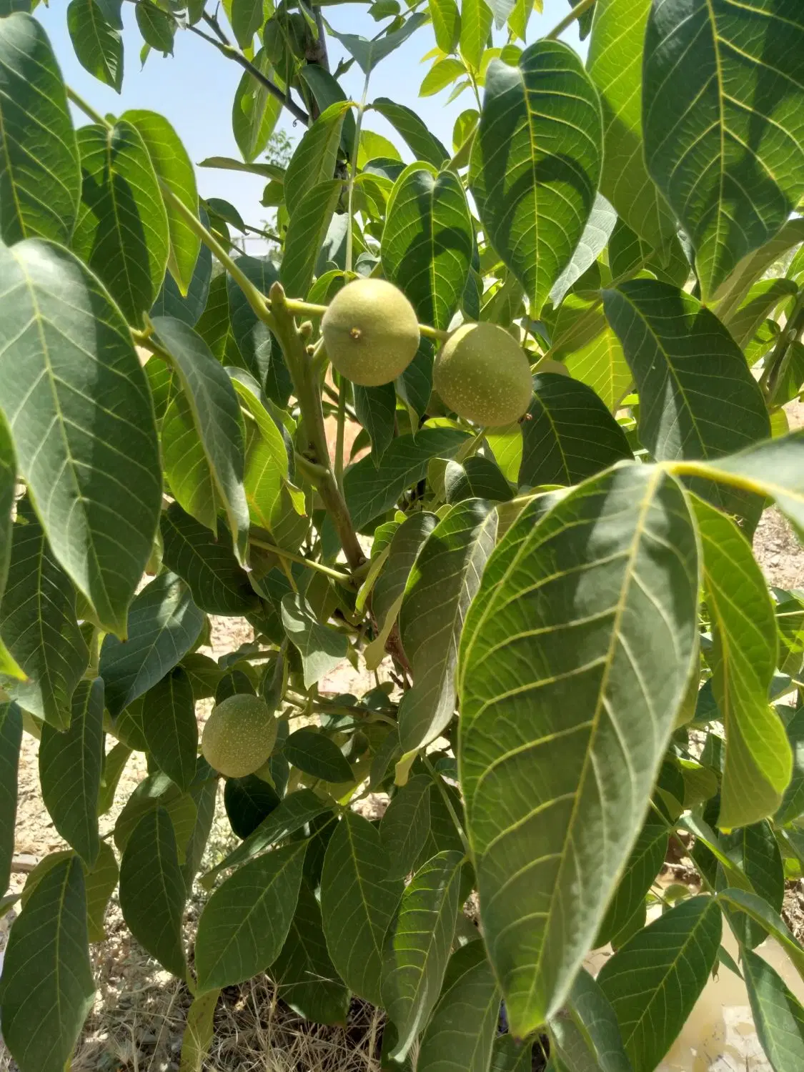 باغ نزدیک شهر