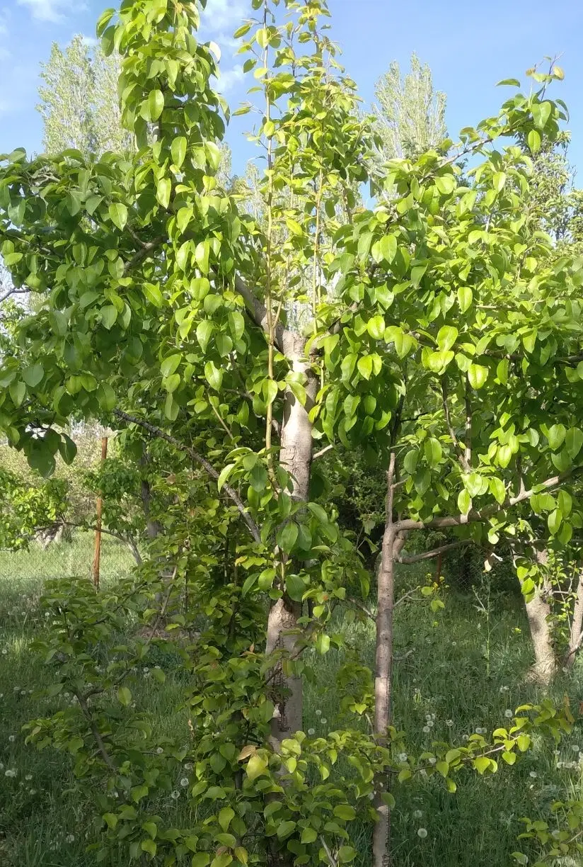 باغ فروشی فیروزکوه