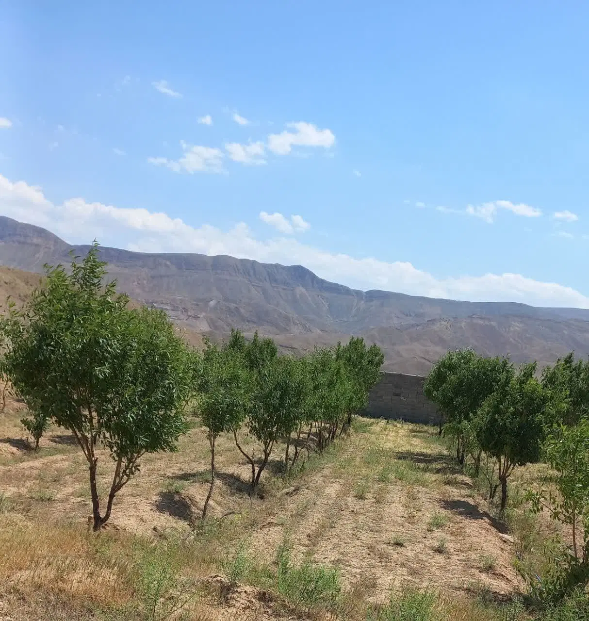 زمین باغچه داخل طرح روستا