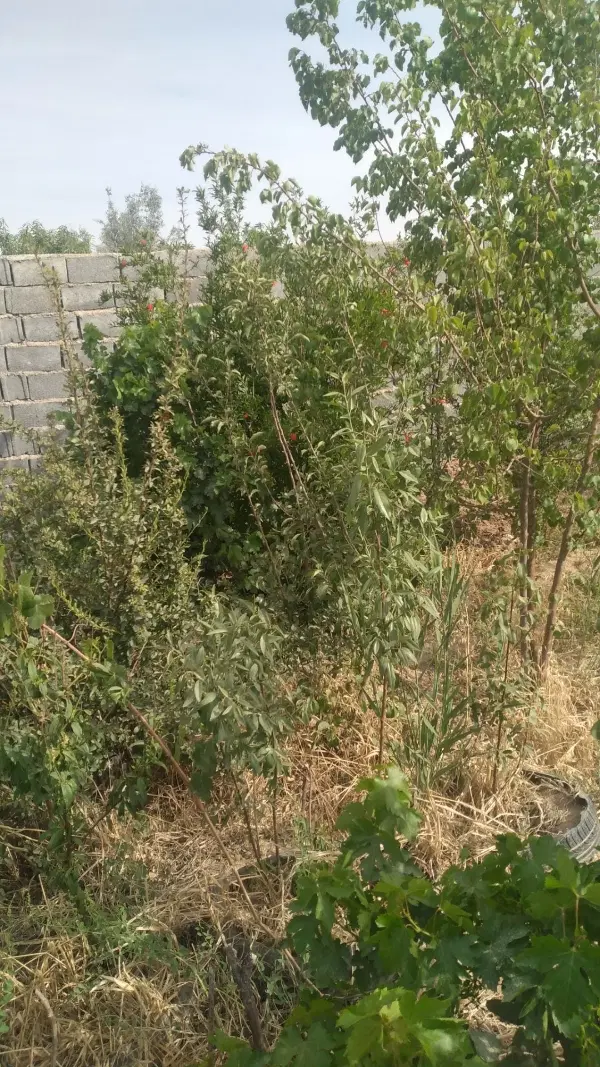 باغ وهن اباد