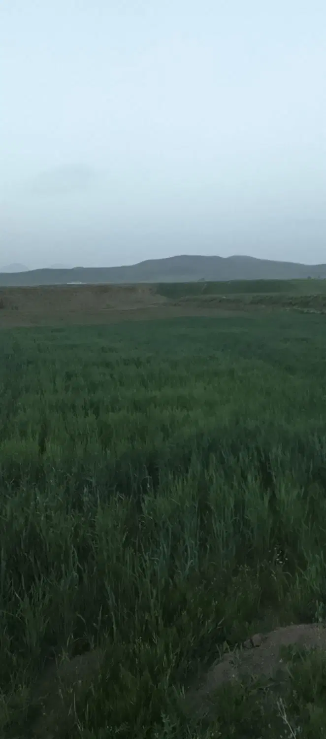 سلام چهار هکتار زمین کشاورزی در روستای آباریک
