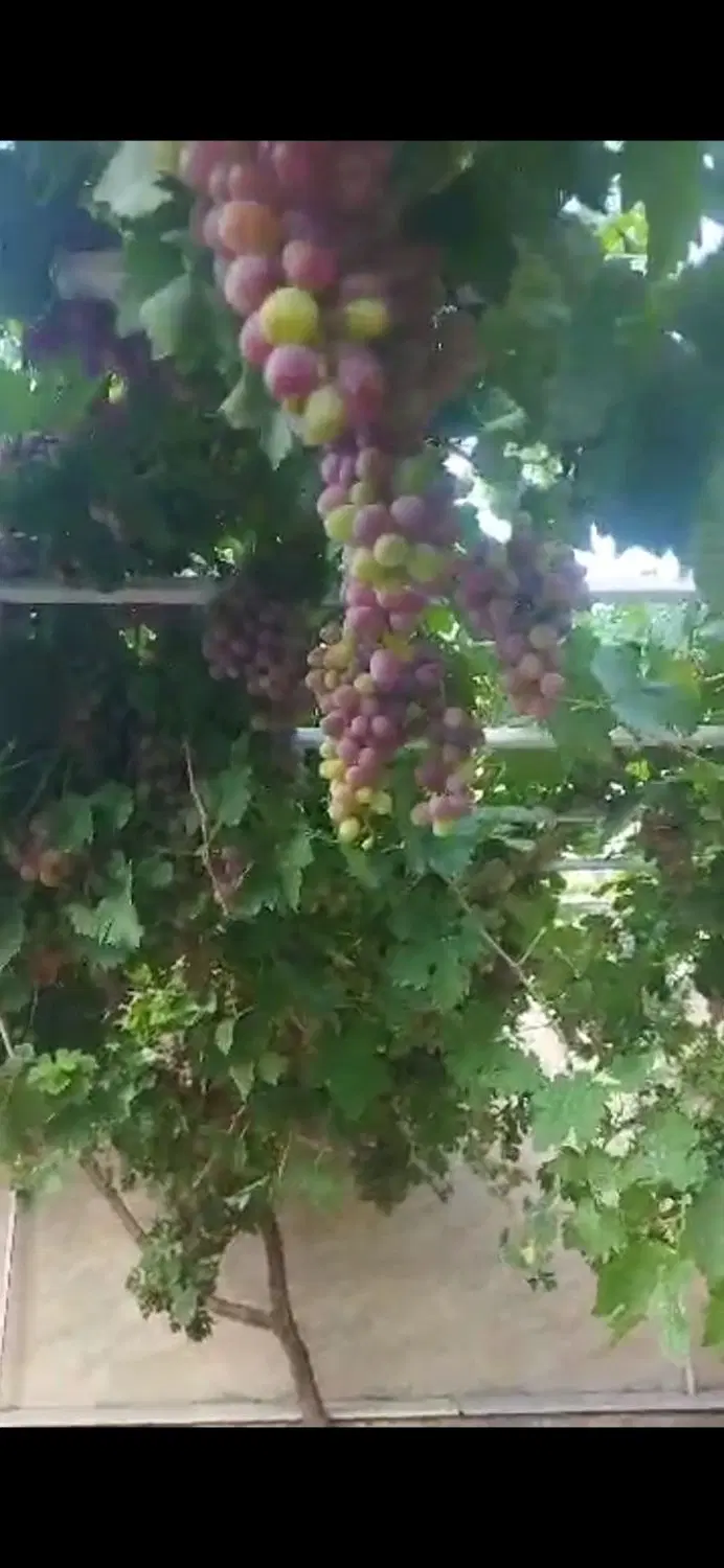 فروش باغ ویلا