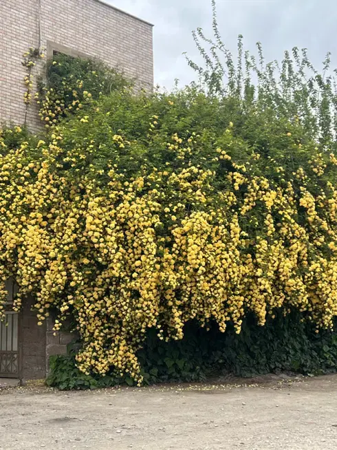 باغ و باغچه لوکس ۷۰۰ متری شهریار تهران _ معاوضه...