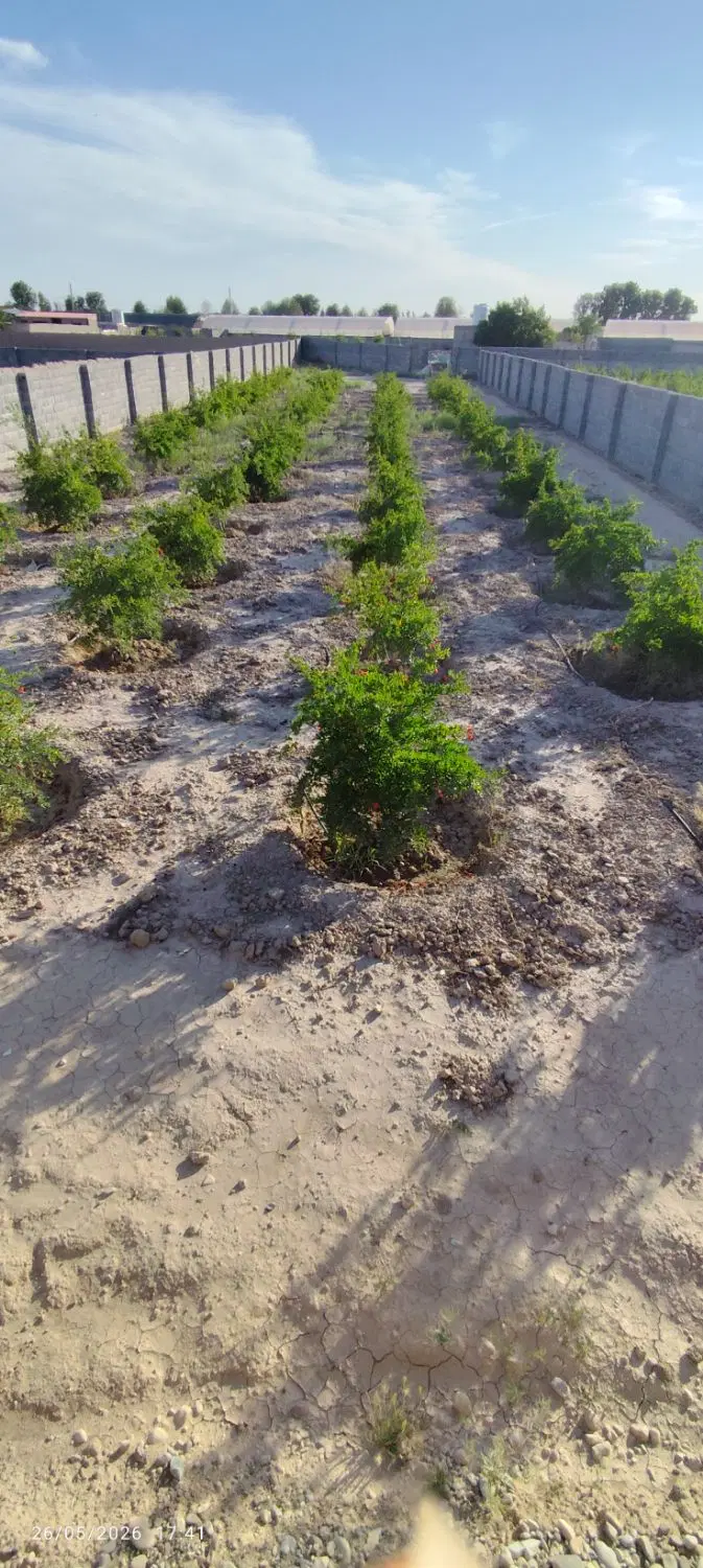 باغ چهار دیواری در روستای ارمبوبه