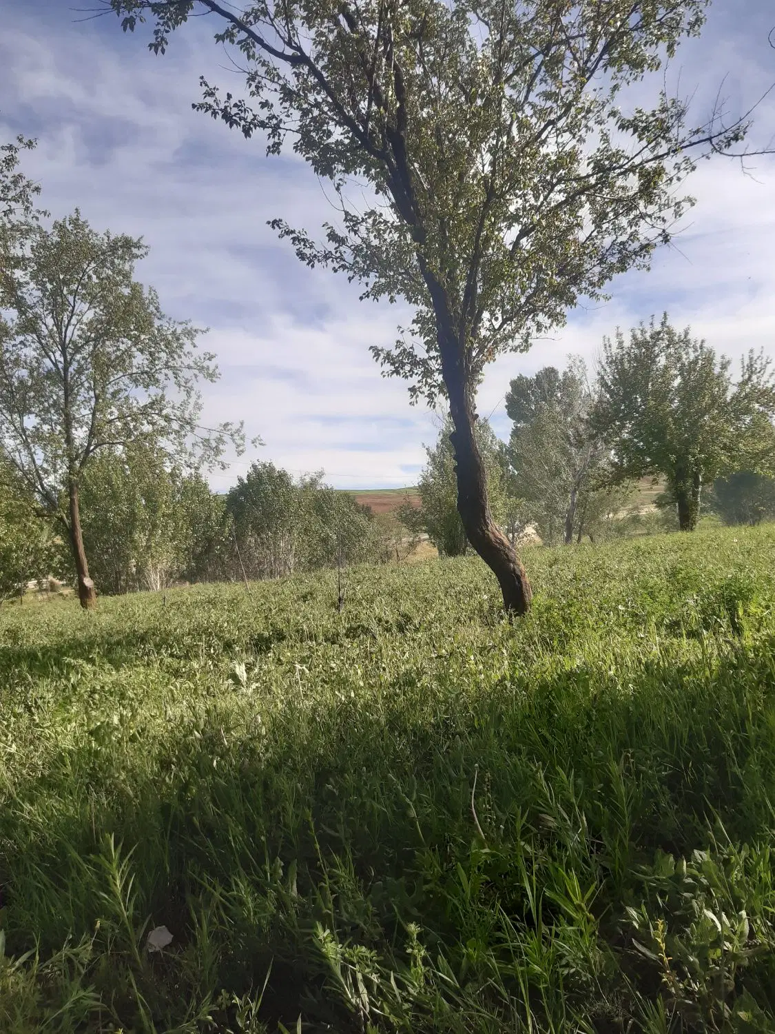 باغ یا باغچه جاده دندی