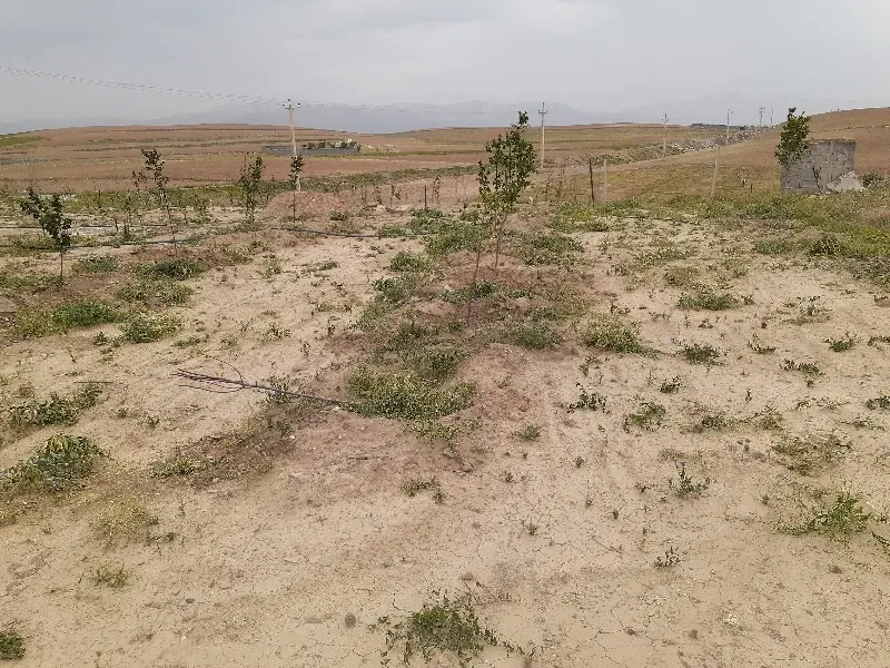 باغ یکانه