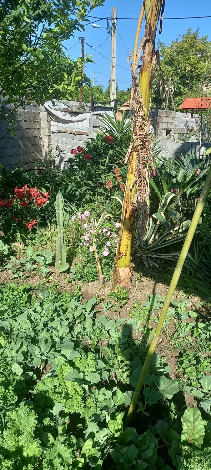 زمین مسکونی