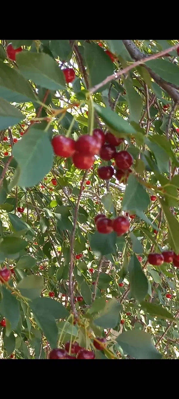 باغ در مرند