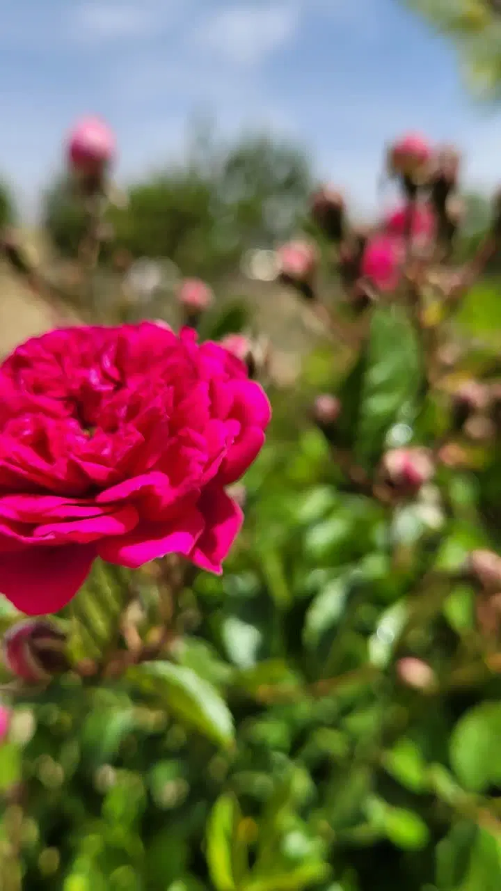 باغ در میبران