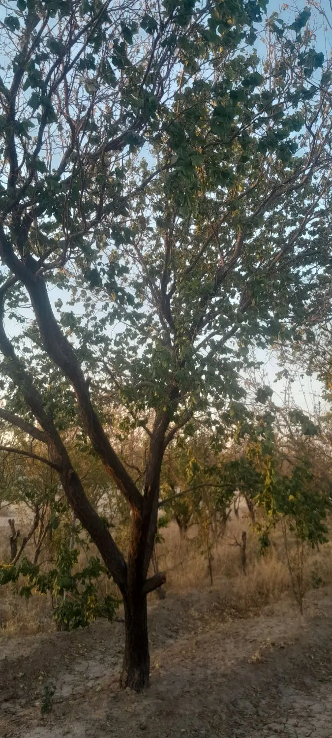 فروش باغ ۱۵۰۰ متری