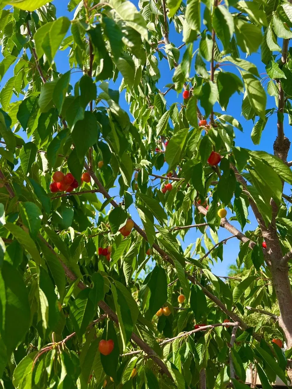 فروش خانه باغ آبسرد الهیه
