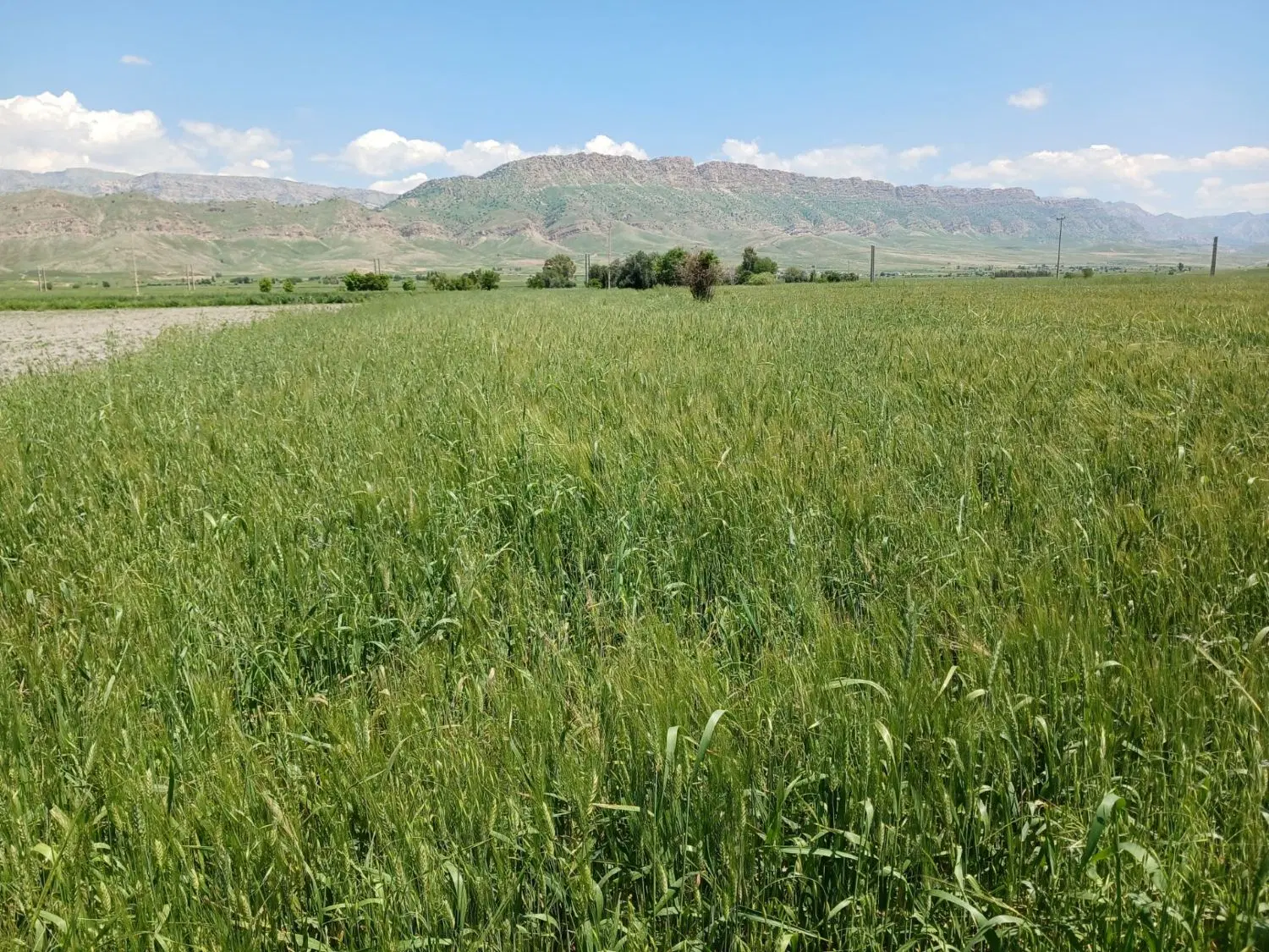 زمین کشاورزی ۲۰۰۰متری آبی