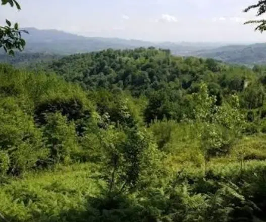 زمین جنگلی قابل ساخت سند دار_قابل معاوضه
