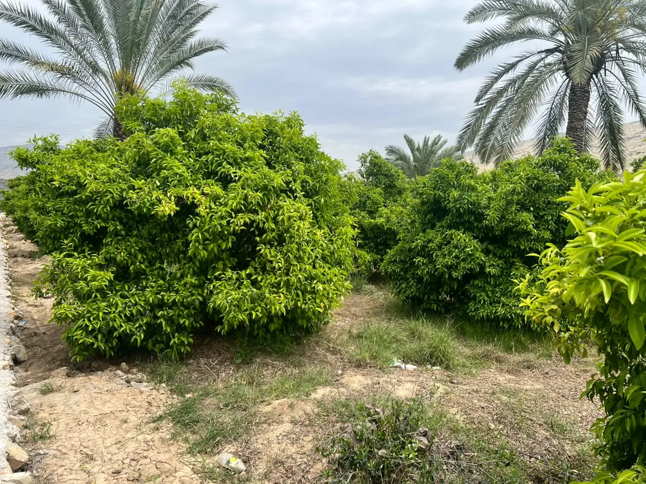 فروش باغشهری واقع درسید حسین