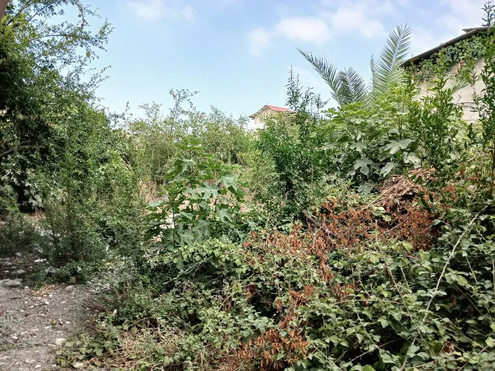روستای کوهستان شهرستان بهشهر