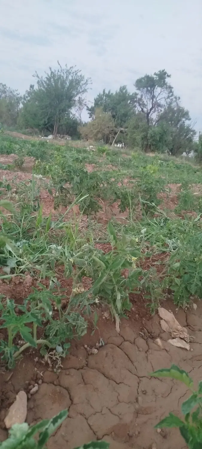 زمین باغ با آب برق