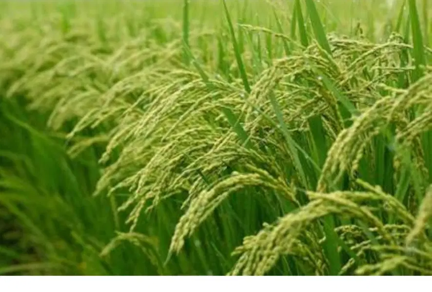۷۳۰۰مترزمین شالی درسورک لپرشمالی