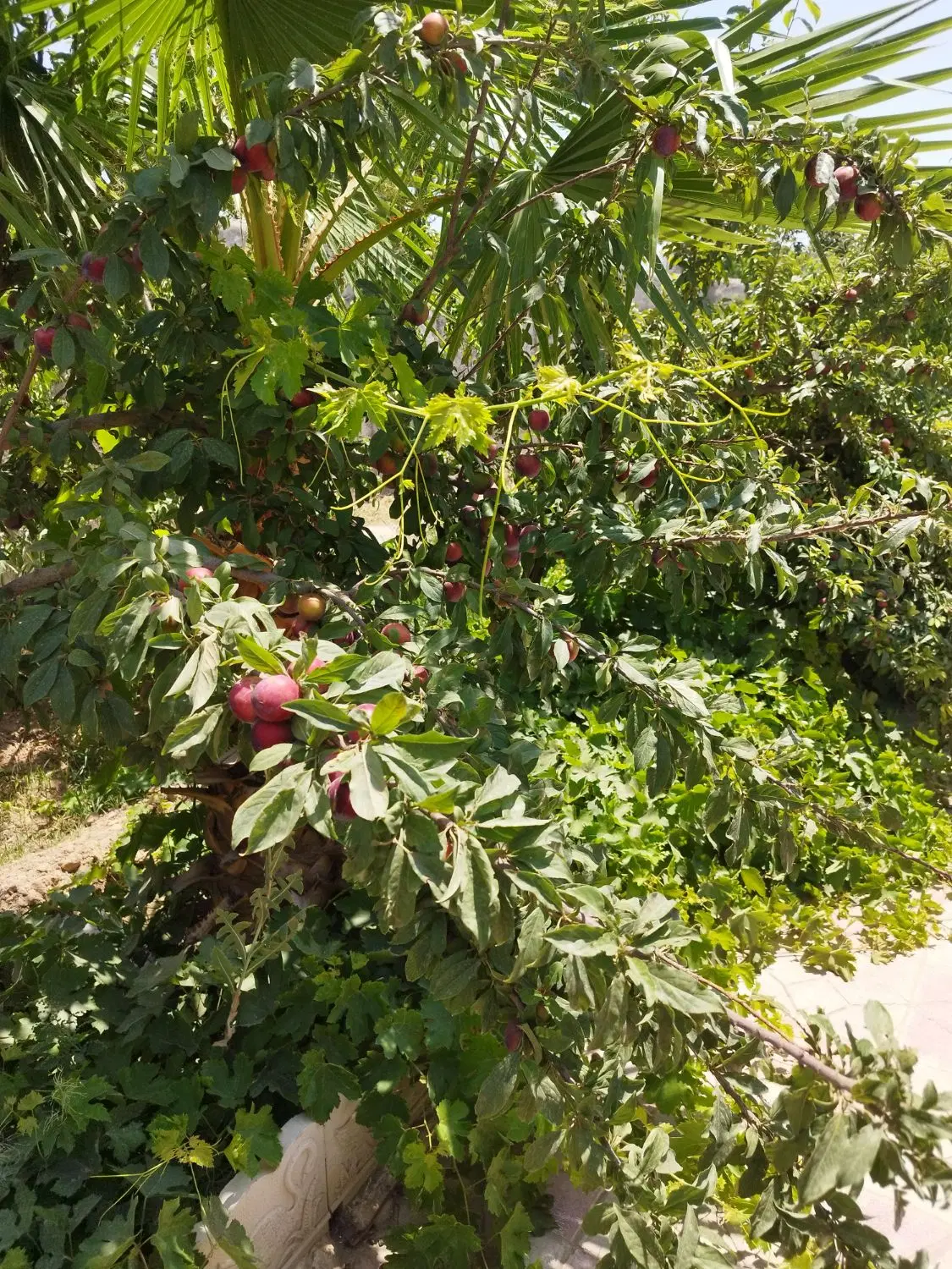 ۱۱۰۰ متر باغ(سند تک برگ)یوسف رضا