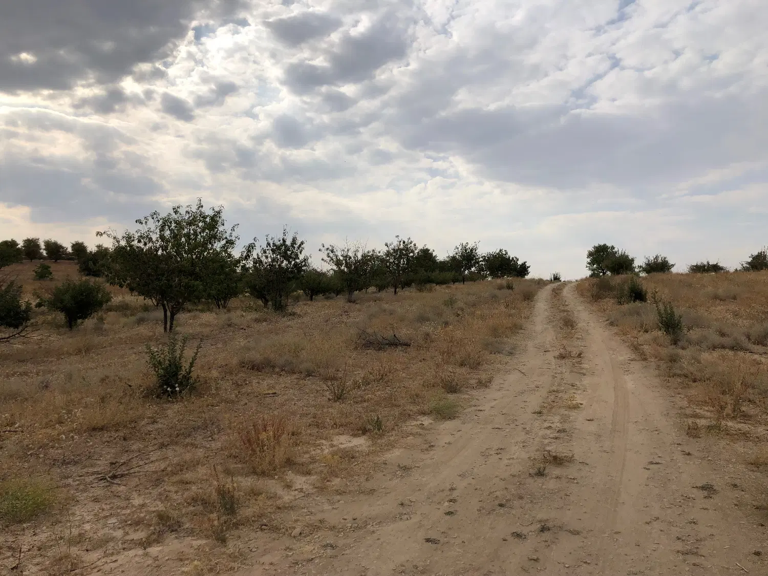 زمین باغ شهری کودیان