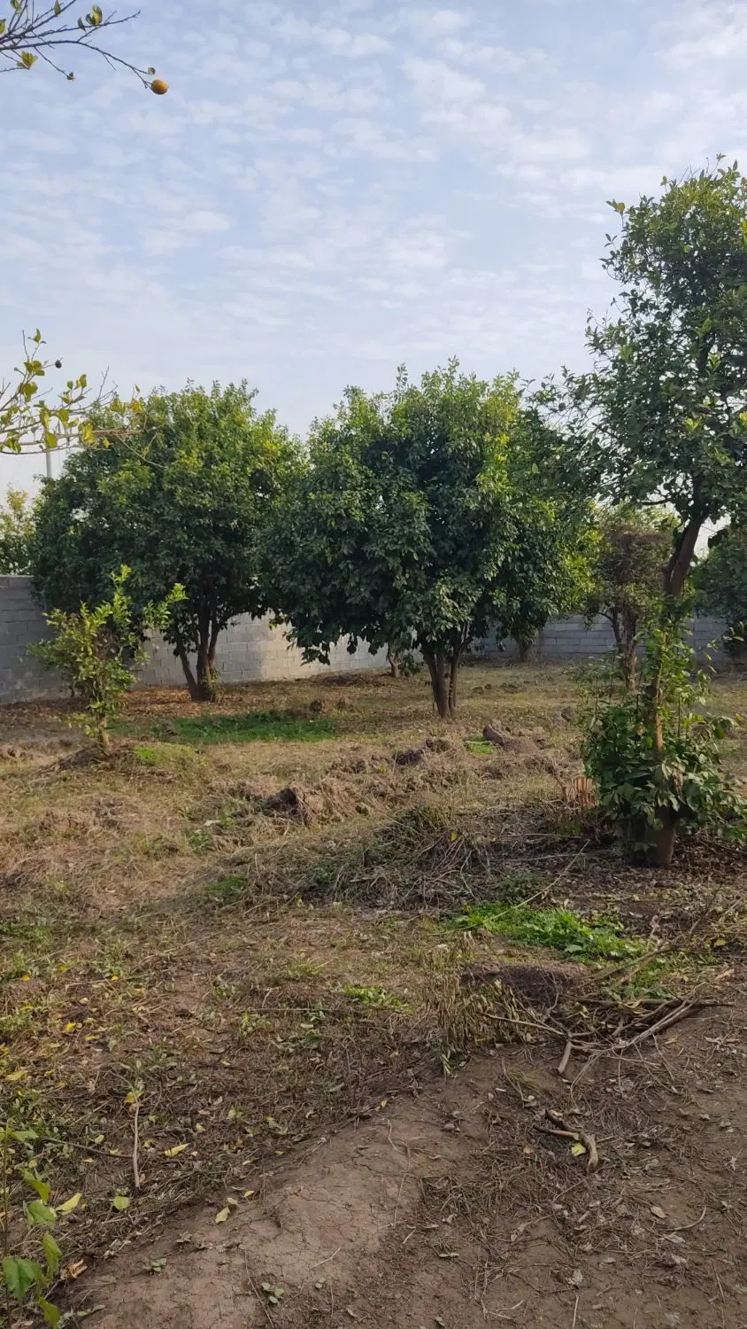 فروش یا معاوضه باغچه