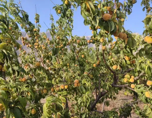 باغ میوه