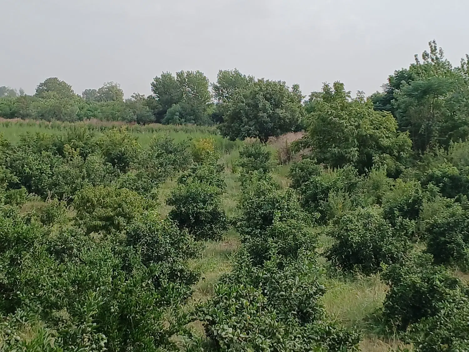 زمین ۷۰۰ متری مناسب سرمایه‌گذاری،کوچه فرشته ها