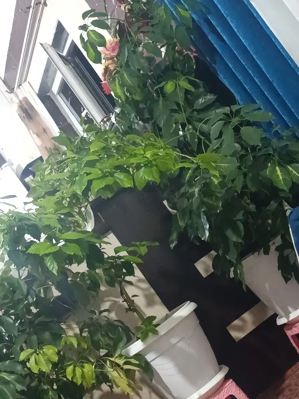 خانه اجاره ای